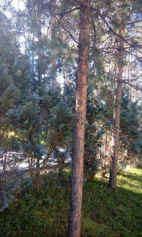 Apartment 9 Gorska Vila Zlatibor Ngoại thất bức ảnh